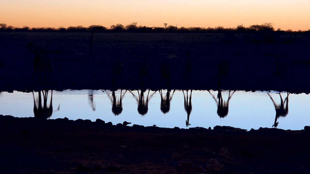 에토샤 국립공원 나미비아 3에서 일몰이나 황혼에 물웅덩이에 반사된 기린의 놀라운 샷