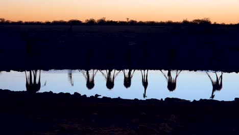 Captura-Notable-De-Jirafas-Bebiendo-Reflejado-En-Un-Abrevadero-Al-Atardecer-O-Al-Anochecer-En-El-Parque-Nacional-De-Etosha,-Namibia-3