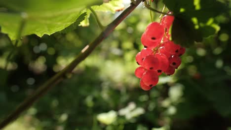 Ripe red currant berries on branch illuminated by sun light, close up