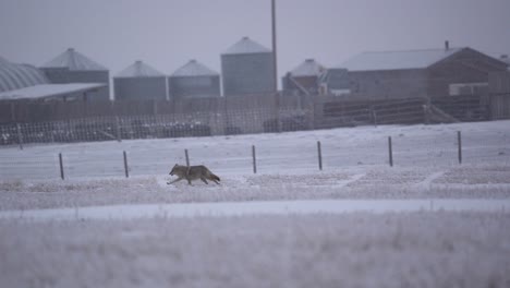 Coyotes-running-in-slow-motion-with-a-farm-behind-during-a-cold-winter