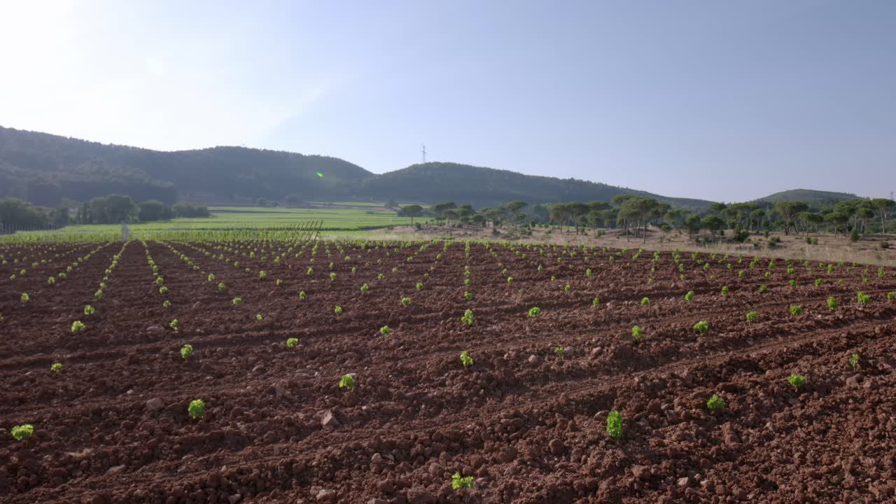 wide tilt up shot of a field in Provence, France, with rows of young plants, scattered trees, and rolling hills under a clear sky.