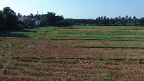 A-cinematic-Drone-shot-rising-above-a-field-of-grass-with-a-tropical-forest-around-and-a-blue-sky,-view-from-above,-Goa-resort,-India