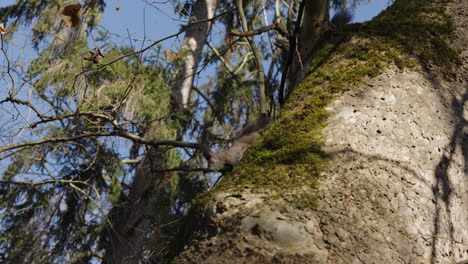two squirrels coming down a tree trunk