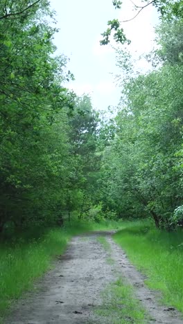 forest path on a sunny day