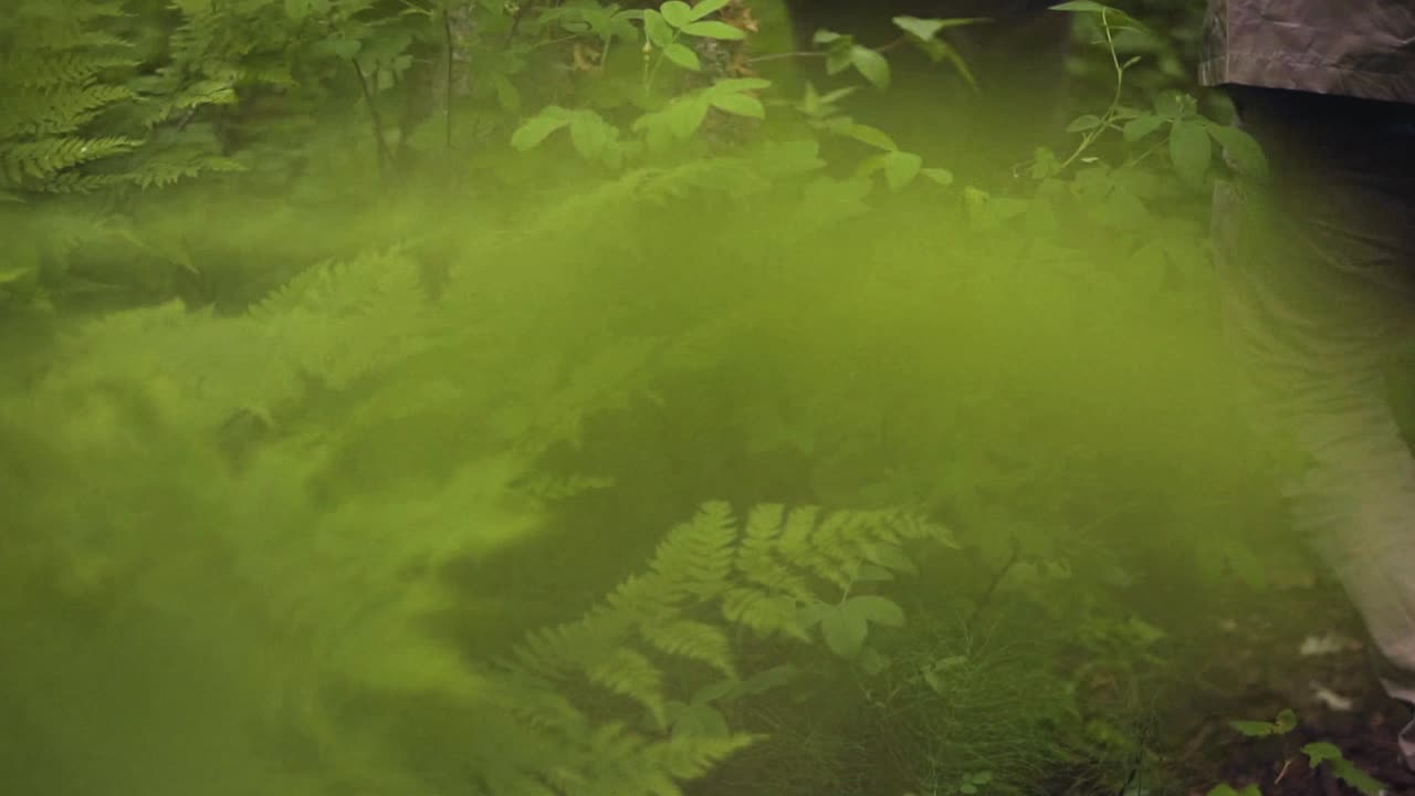 Tight Shot of Hiker Walking Past Ferns and Greenery in Alaskan Forest