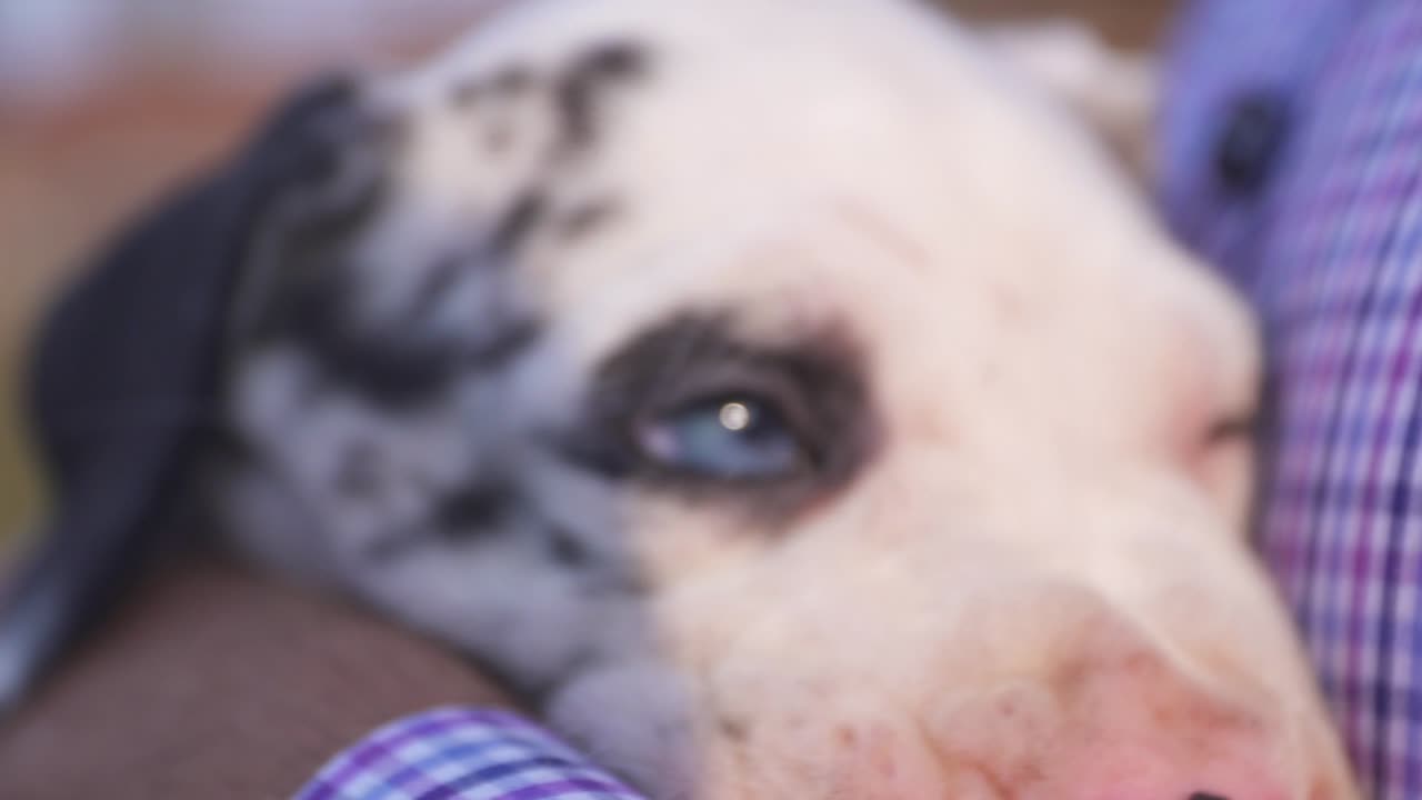 파란 눈을 가진 순종 그레이트 데인 강아지를 안고 있는 브리더의 클로즈업