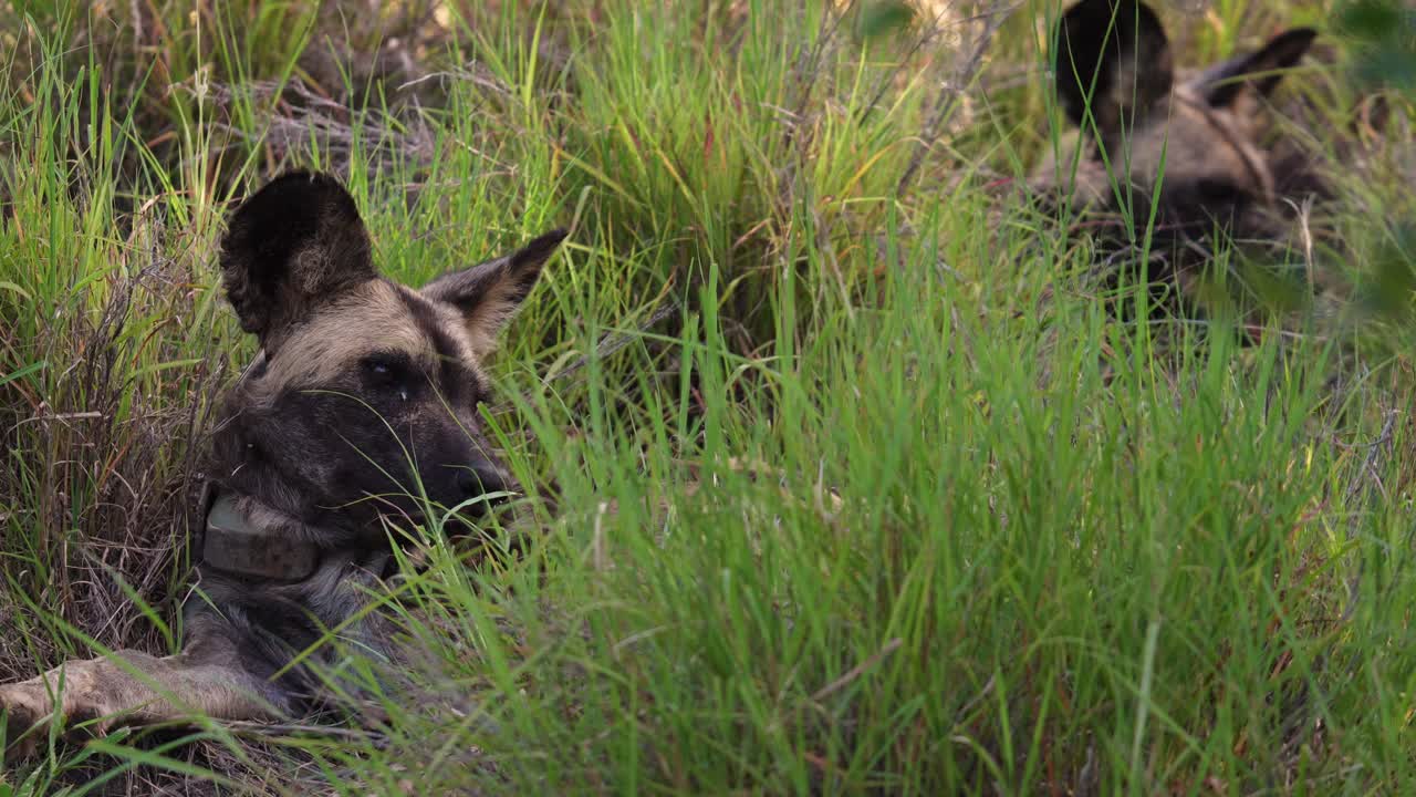 Two african wild dogs resting in the grass. These animals are very rare and less than 7000 individuals exists in the wild.