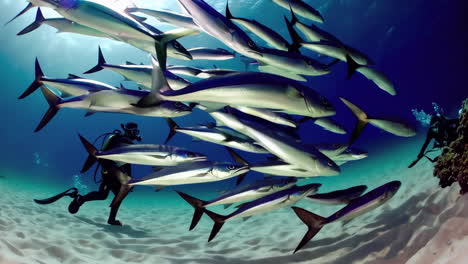 scuba divers with a large school of fish in clear ocean water
