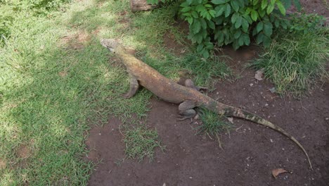 Ein-Komodowaran-Lässt-Sich-Im-Gras-Nieder,-Um-Sich-Zu-Sonnen