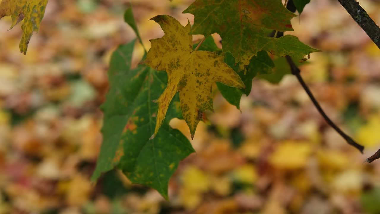 A close-up of green and yellow autumn leaves gently swaying in the wind. The background is softly blurred with fallen leaves covering the ground