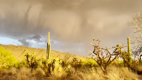 tucson arizona estados unidos