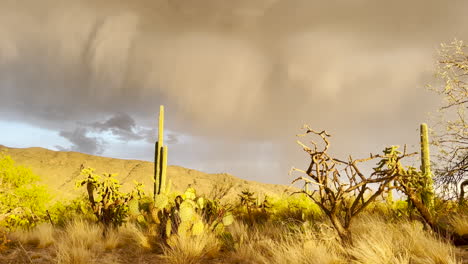 tucson, arizona, usa