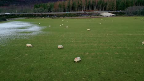 Forwards-fly-over-sheep-grazing-on-green-pasture-on-cold-day