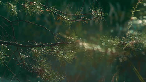 Fir-wet-green-leaves-on-branch-in-calm-meditative-charming-closeup-rainforest.