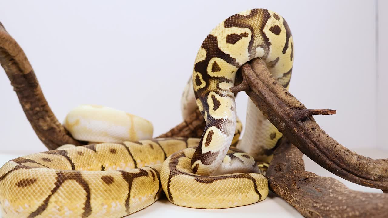 Corn snake explores a branch in a controlled environment. Neutral lighting highlights its patterned scales and movement