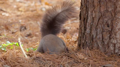 squirrel in search of nuts