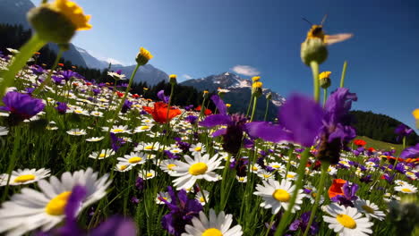 alpine meadow with colorful flowers and mountains