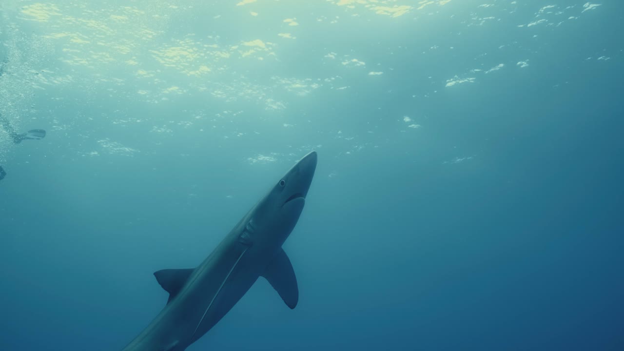 tiburón azul en el océano con buzos en un buceo de tiburones en las azores