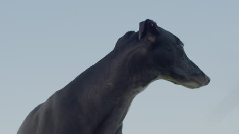 perro galgo con cuello largo. animal de compañía afuera