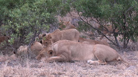 Affectionate-lion-cub-greets-his-mother-lioness,-lays-down-to-relax,-grassland-wildlife-scenery