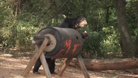 spectacled bear eating in its enclosure.