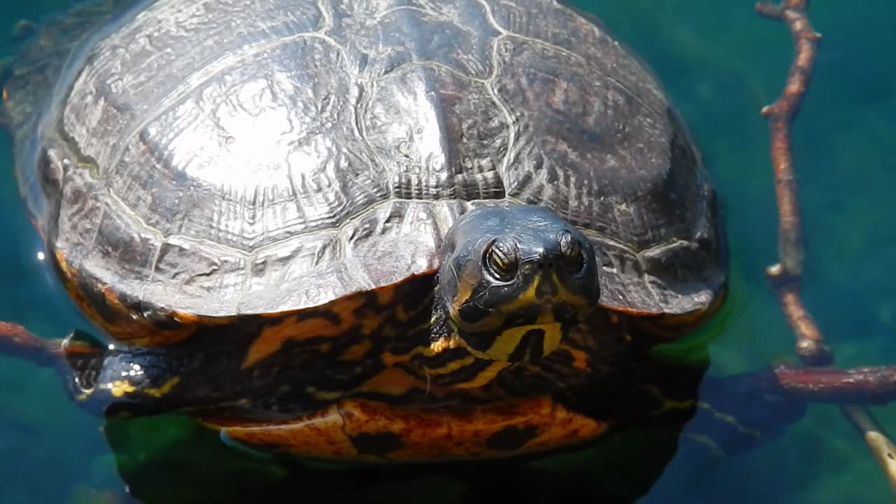 Wild terrapin turtle resting in sunshine sitting on lake logs