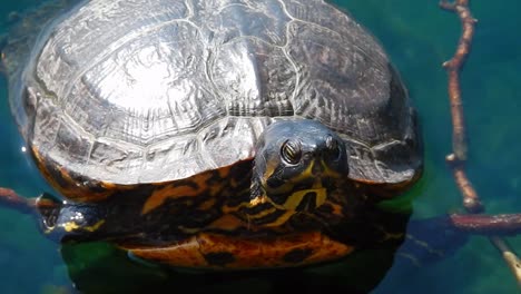 wild terrapin turtle resting in sunshine sitting on lake logs