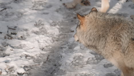 lobos errantes en el parque omega en invierno nevado en quebec, canadá
