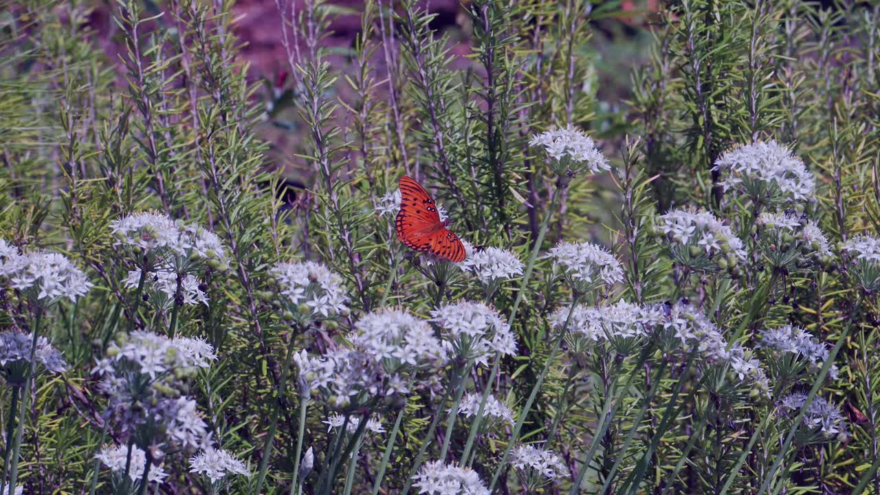 A Gulf fritillary butterfly lands on a white chive flower and remains on the blossom, with rosemary plants in the herb garden background