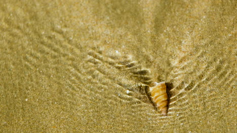 Tower-shell-in-shallow-water-resist-being-moved-by-tide