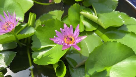 las abejas vuelan alrededor de la flor de loto, extrayendo néctar en el estanque