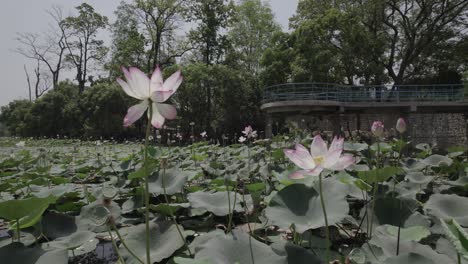 indian lotus flower in the lake
