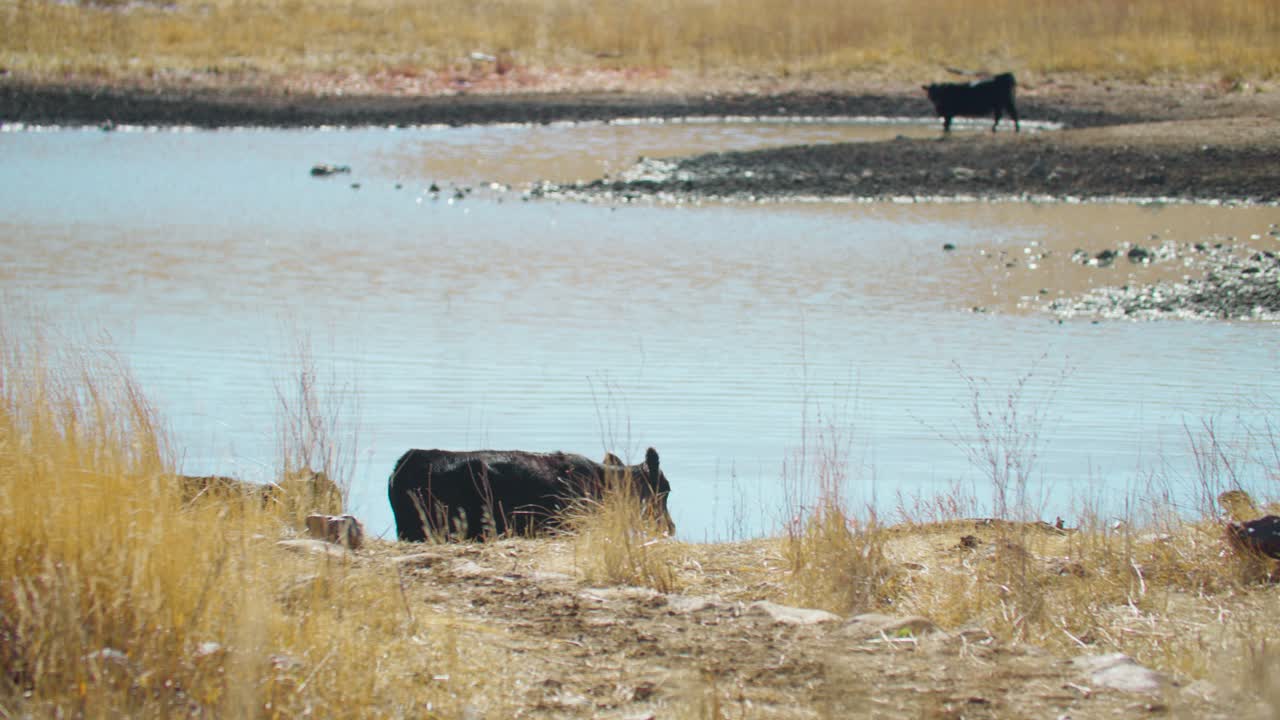 Mandria di bovini che scende verso un bacino idrico in Colorado, bestiame nel bacino idrico