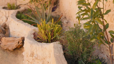 jardín de balcón de plantas verdes del desierto en el oasis de siwa depresión de qattara y el gran mar de arena en el desierto occidental