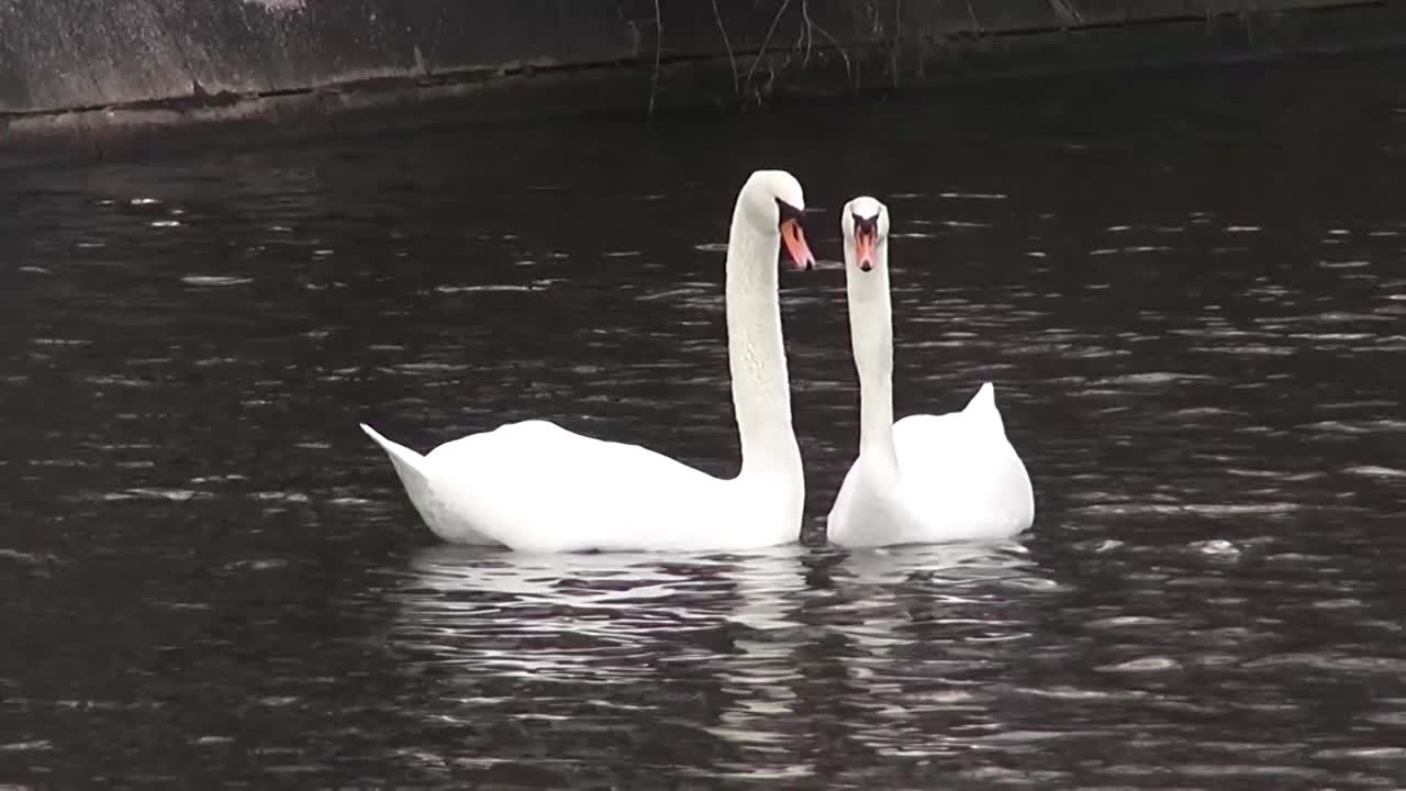 dos cisnes coreografía de primavera 50 fps 10 segundos hd 00317