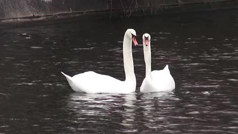 dos cisnes coreografía de primavera 50 fps 10 segundos hd 00317