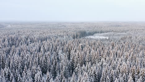 Luftaufnahme,-Drohnenaufnahme,-Mit-Blick-Auf-Endlose-Schneebedeckte-Wälder,-Auf-Dem-Finnischen-Land,-An-Einem-Bewölkten-Wintertag-In-Finnland