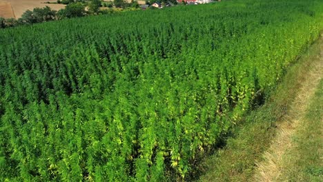 plantas de cáñamo en el campo rural balanceándose en un día ventoso