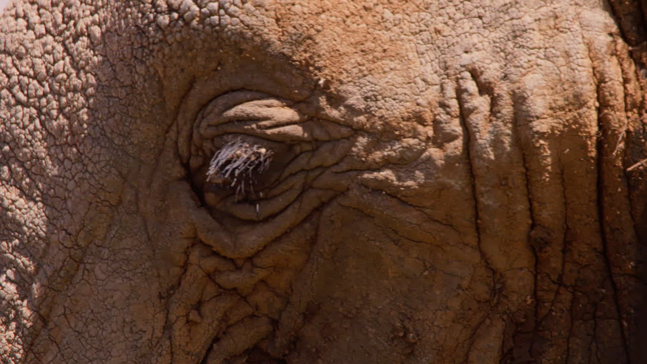 African Bush Elephants mouth drinking from a waterhole