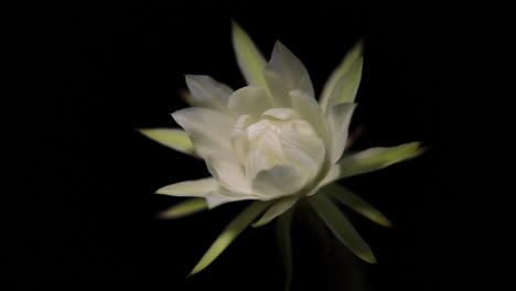 Echinopsis-Cactus-growing-from-bud-to-blossom---macro-footage-of-bud-to-flower,-then-fade