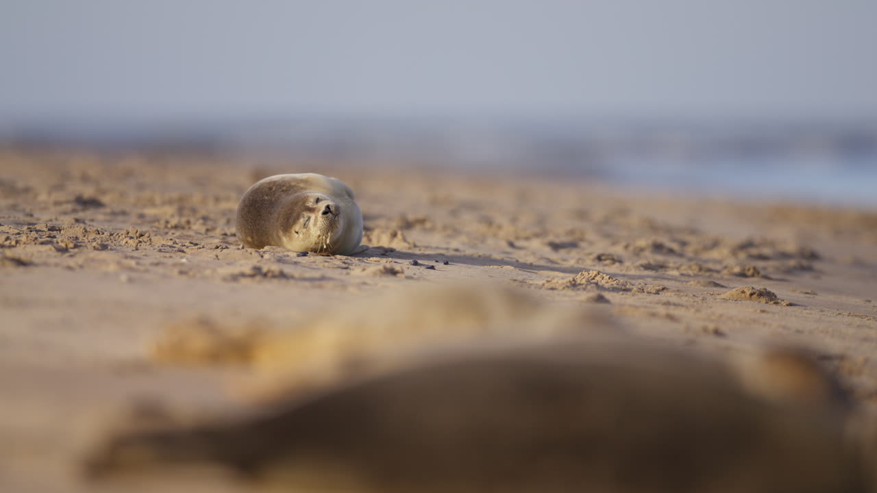 Harbor seals move around and make noise in sunlight on sand beach