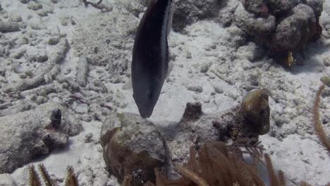 monochrome parrotfish eating