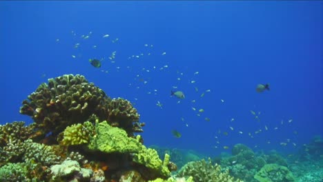 Bajo-El-Agua-Imágenes-De-Archivo