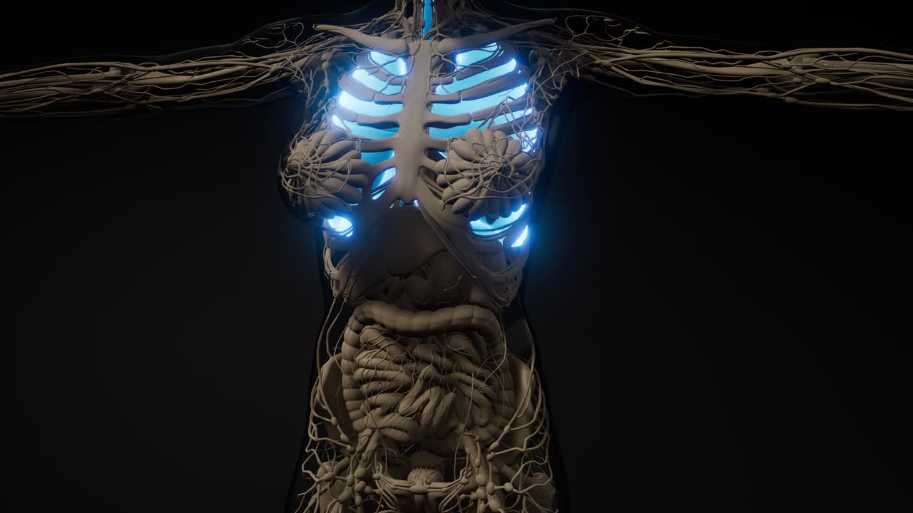 examen radiológico de los pulmones humanos