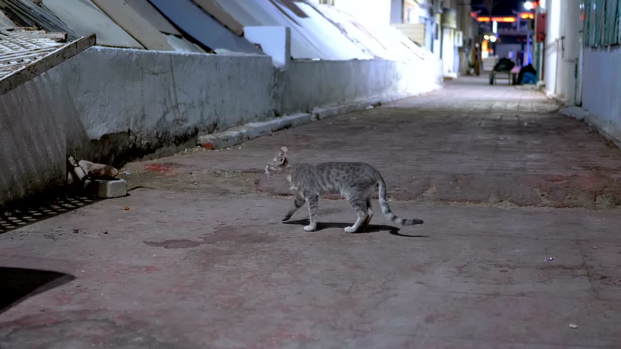 Gato vira-lata cinzento em uma rua suja à noite
