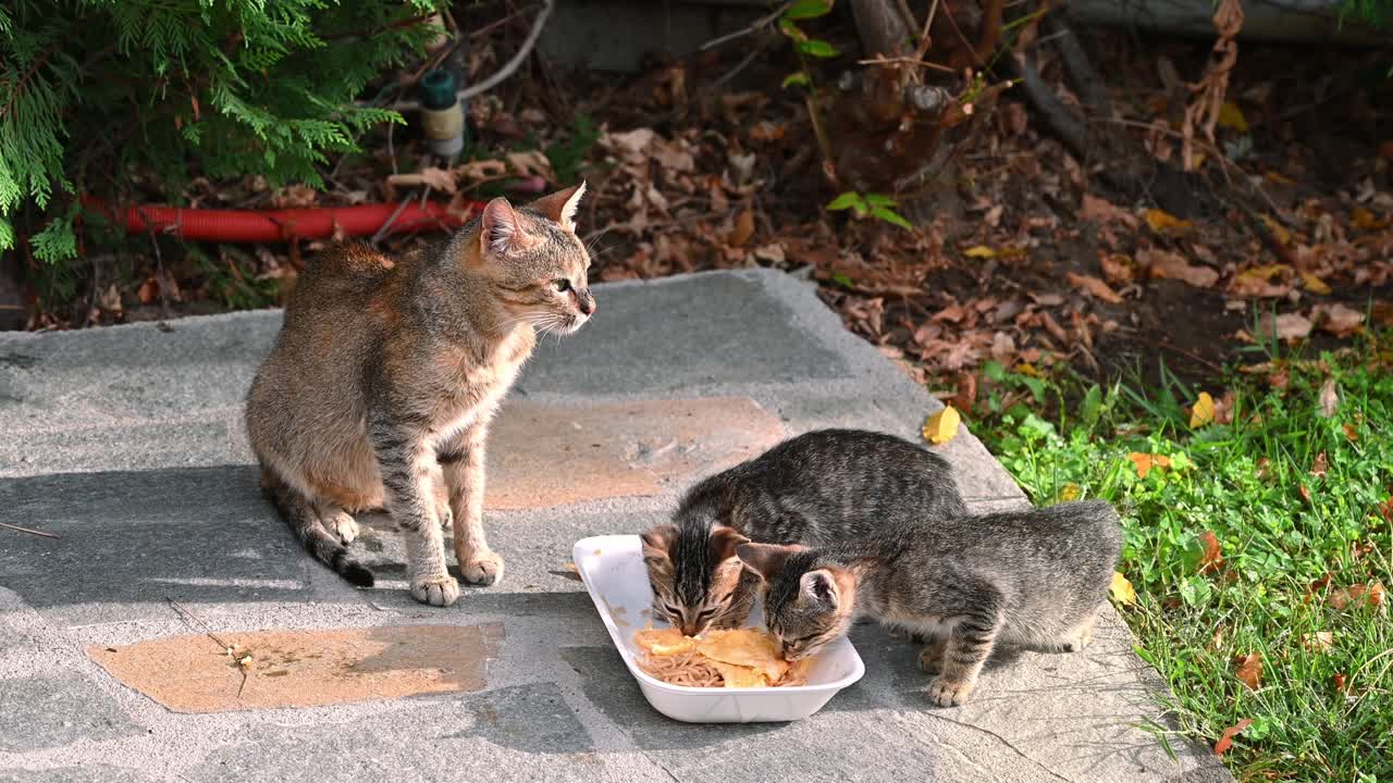 Three homeless cats eating a piece of food from a dish on the ground. Bees flying around