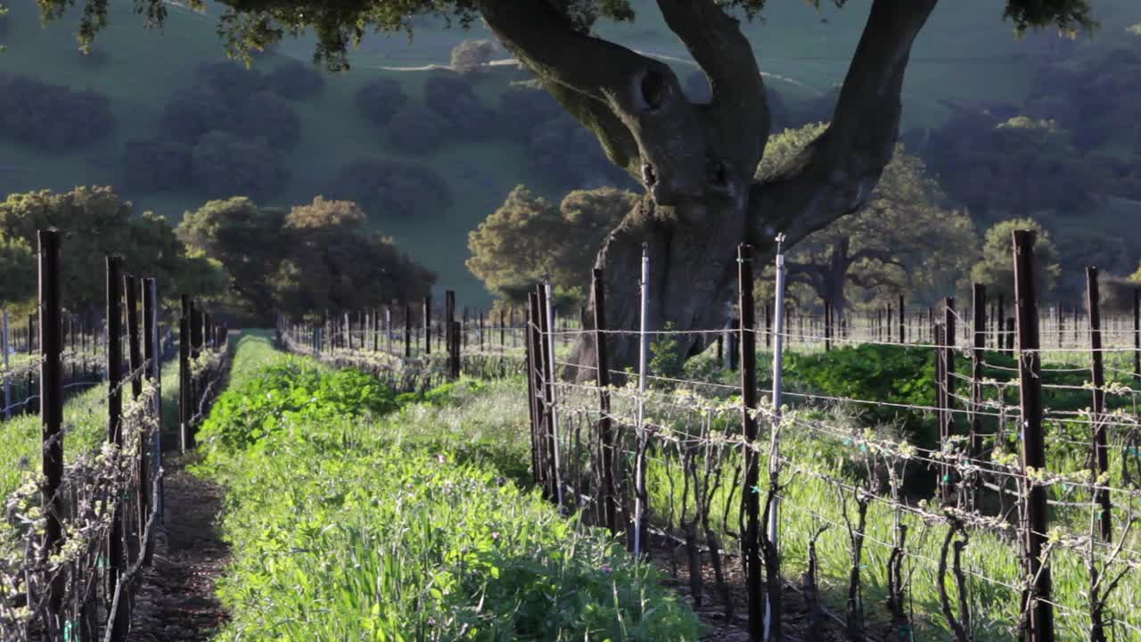 un cultivo de cobertura verde crece entre hileras en un viñedo de california