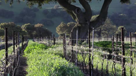 a green cover crop grows between rows in a california vineyard