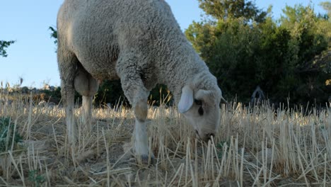 sheep grazing pasture