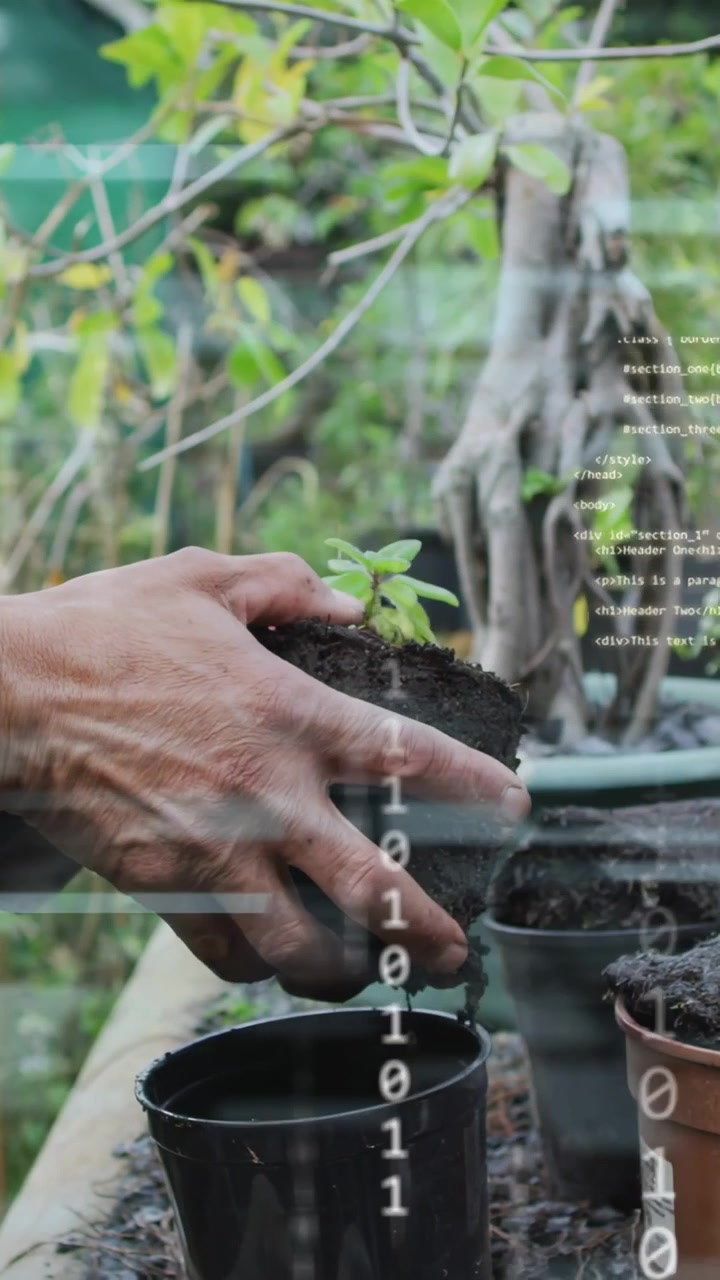 Video verticale: Uomo che estrae una piantina e la rinvasa su una panca, con un overlay tecnologico che mostra l'assestamento delle radici.